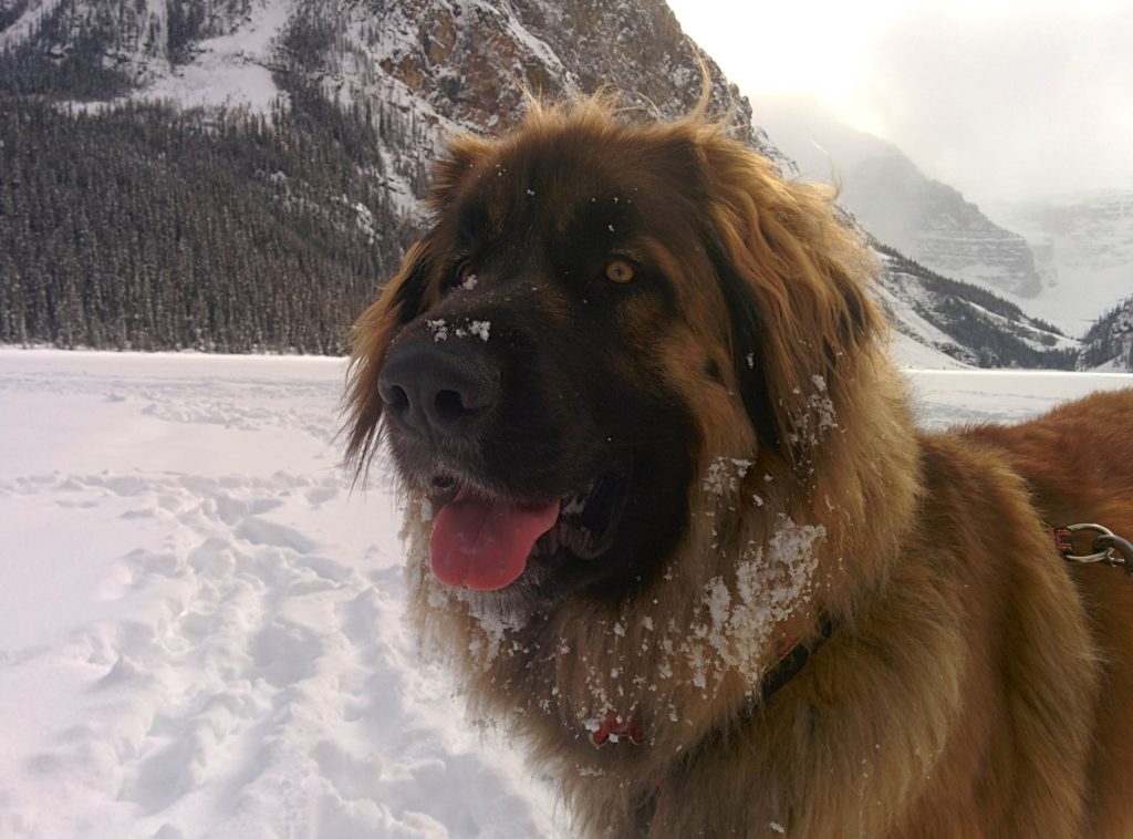 Canmore Pet Friendly