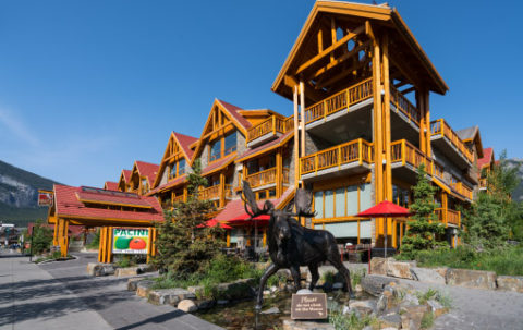 banff moose
